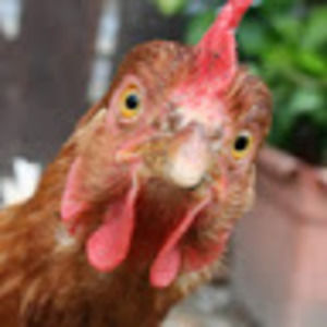 Meet your Posher, Malek